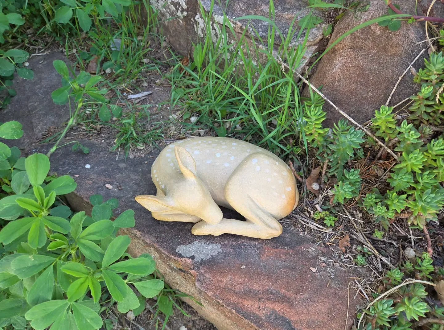 Fawn
